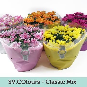 Chrysanthemum MIX