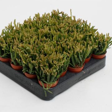 Rhipsalis ewaldiana