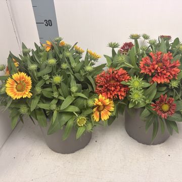 Gaillardia aristata SPINTOP MIX