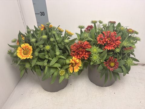 Gaillardia aristata SPINTOP MIX