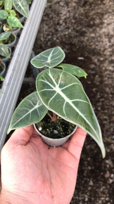 Alocasia longiloba