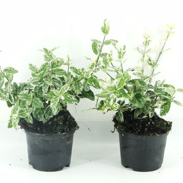Euonymus fortunei 'Harlequin'