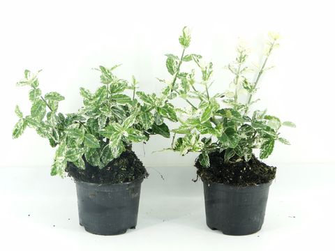 Euonymus fortunei 'Harlequin'