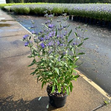 Caryopteris x clandonensis 'Thetis'