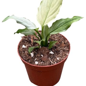 Spathiphyllum 'Blue Ice'