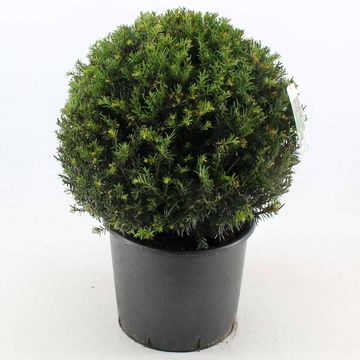 Taxus baccata