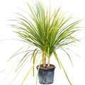 Cordyline indivisa