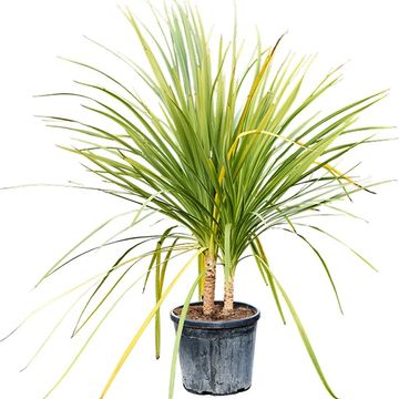Cordyline indivisa
