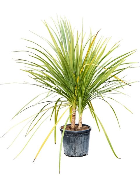 Cordyline indivisa