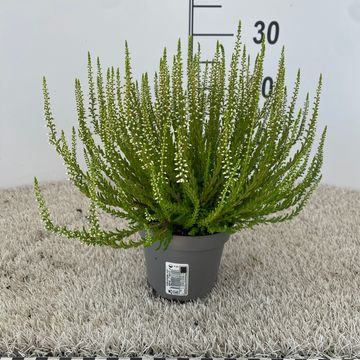 Calluna vulgaris 'Elegantissima'
