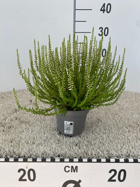 Calluna vulgaris 'Elegantissima'