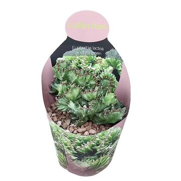Euphorbia lactea 'Cristata'