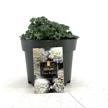Sedum spathulifolium 'Cape Blanco'