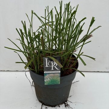 Miscanthus sinensis 'Клейни Силберспинне'