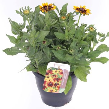 Rudbeckia hirta RUDY MINI YELLOW BLACK