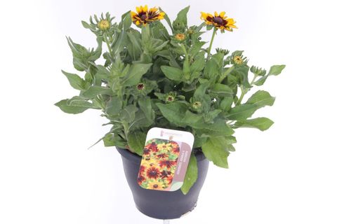 Rudbeckia hirta RUDY MINI YELLOW BLACK