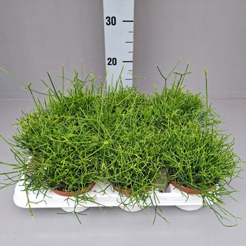 Rhipsalis cassutha