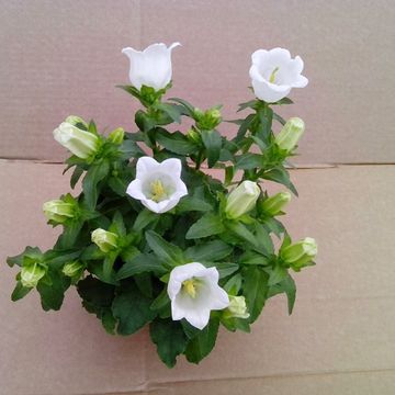 Campanula medium WHITE LADY