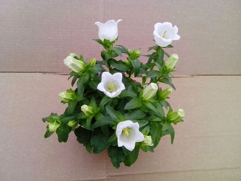 Campanula medium WHITE LADY