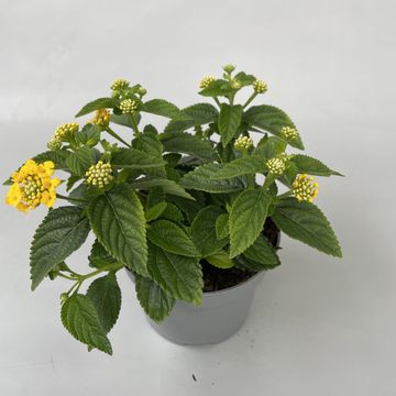 Lantana camara GGG SUMMERLOVERS SIMON LEMON