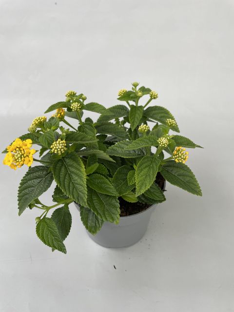 Lantana camara GGG SUMMERLOVERS SIMON LEMON