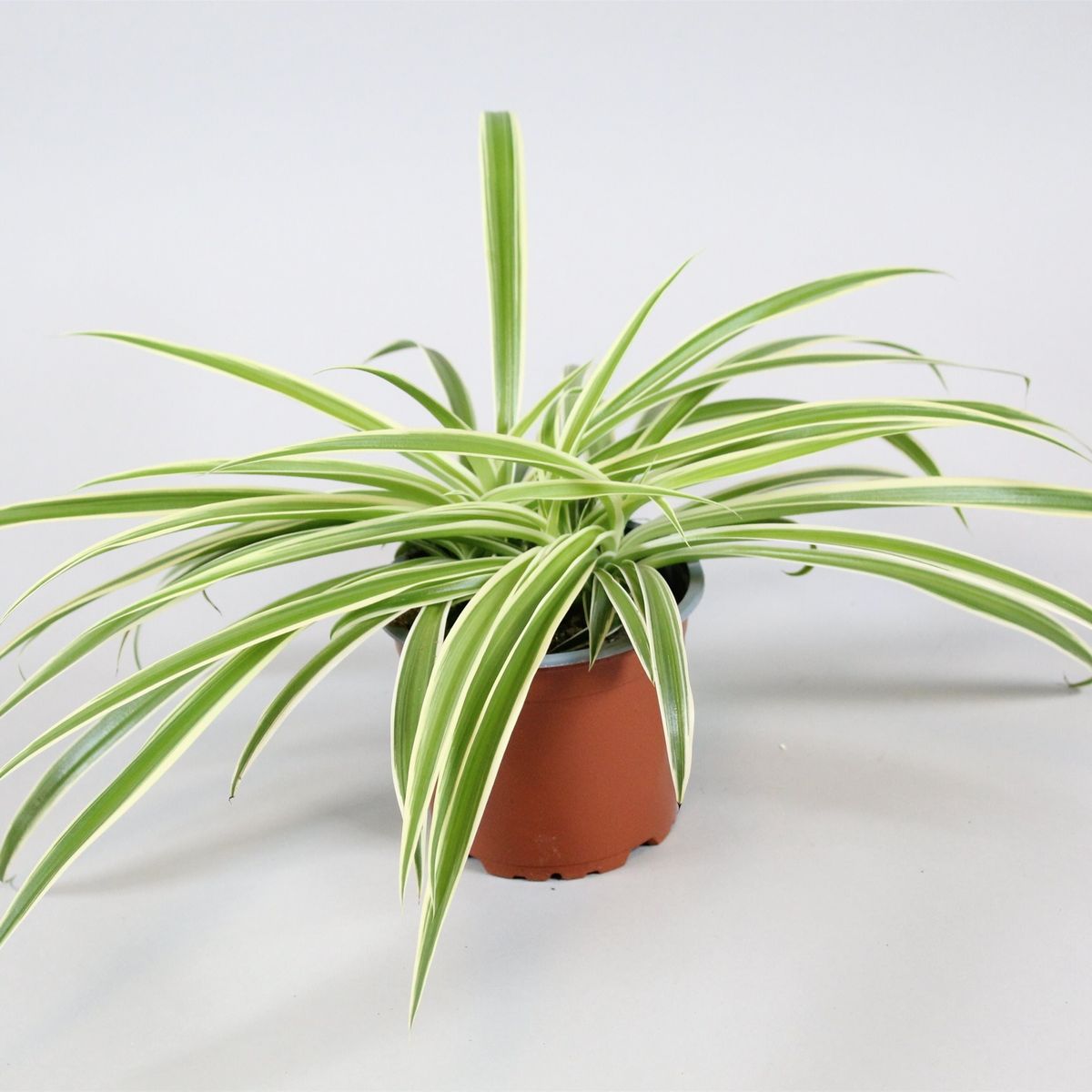 Chlorophytum comosum 'Reverse' — Plant Wholesale FlorAccess