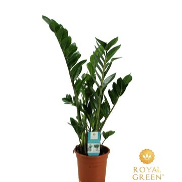 Zamioculcas zamiifolia