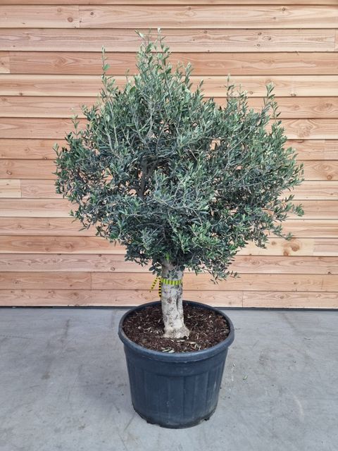 Olea europaea