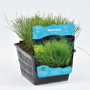 Equisetum scirpoides