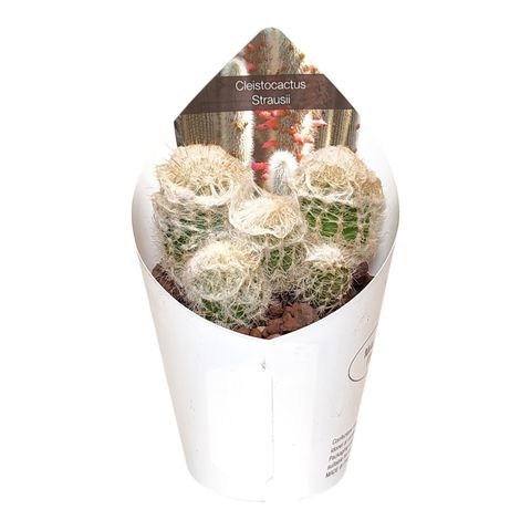 Cleistocactus straussii