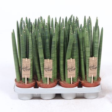 Sansevieria cylindrica 'Straight'