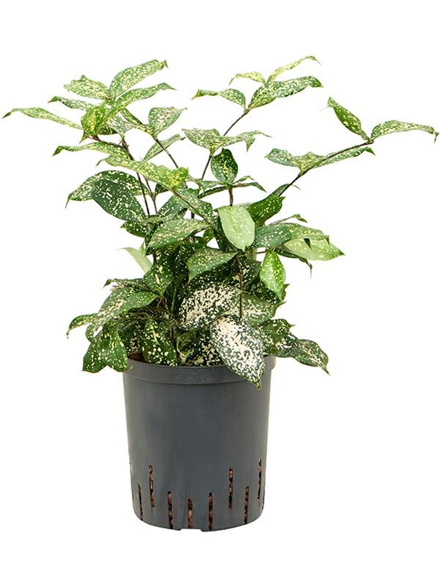dracena tarzan Tarzan Dragon Tree Bush: Dracaena marginata - 14 inch pot