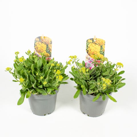 Alyssum saxatile — Plant Wholesale FlorAccess