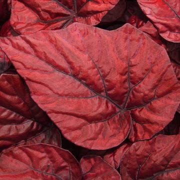 Begonia BELEAF INCA FLAME