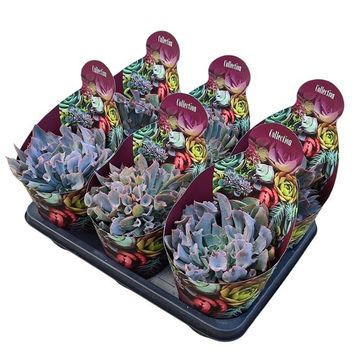 Echeveria 'Trumpet Pinky'