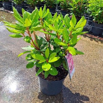 Rhododendron 'Cosmopolitan'