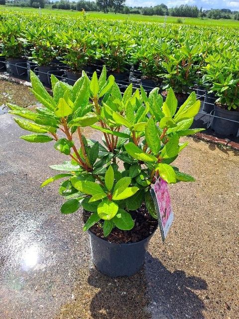 Rhododendron 'Cosmopolitan'