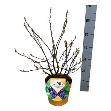 Amelanchier alnifolia