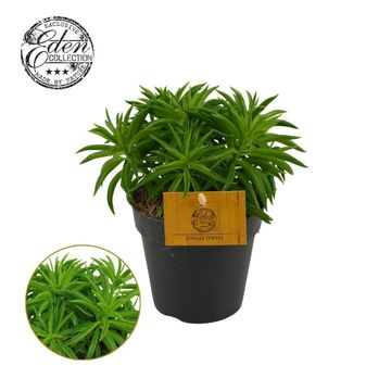 Peperomia ferreyrae 'Nevada'