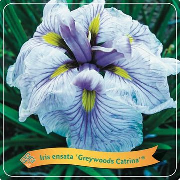 Iris ensata 'Greywoods Catrina'