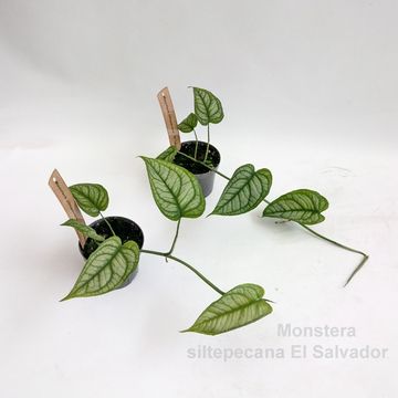 Monstera siltepecana 'El Salvador'