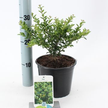 Ilex crenata 'Convexa'
