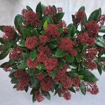 Skimmia japonica 'Rubella'