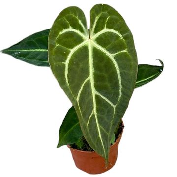 Anthurium regale x magnificum