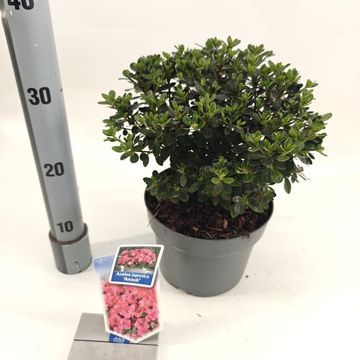 Rhododendron 'Anouk' (AJ)