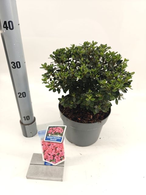 Rhododendron 'Anouk' (AJ)