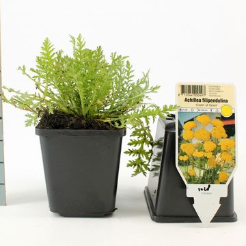 Achillea filipendulina 'Cloth of Gold'