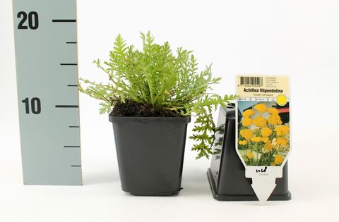 Achillea filipendulina 'Cloth of Gold'