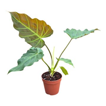 Philodendron 'Corsinianum'