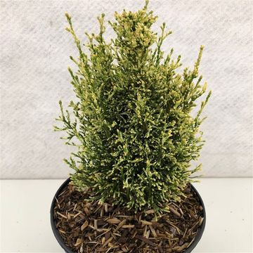 Thuja occidentalis 'Miss Frosty'